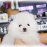 ポメラニアン・あみ・２