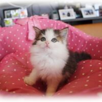 ノルウェージャンフォレストキャット・セシル・３