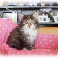ノルウェージャンフォレストキャット・セシル・２