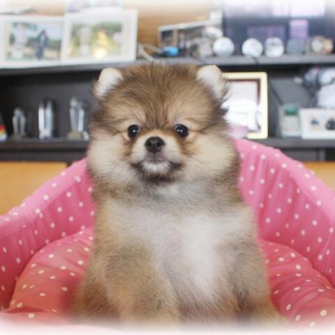 ポメラニアン・いまり・１
