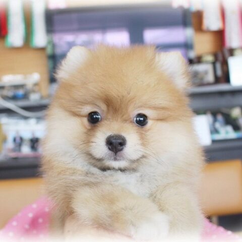 ポメラニアン・いまり・２