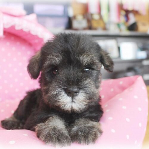 ミニチュアシュナウザー・あげは・５