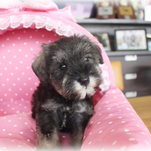 ミニチュアシュナウザー・花梨・１