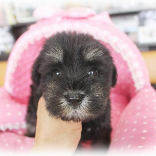 ミニチュアシュナウザー・レイシェル・１