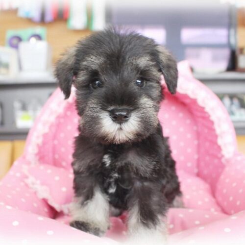 ミニチュアシュナウザー・レイシェル・２