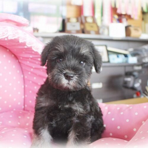 ミニチュアシュナウザー・レイシェル・３