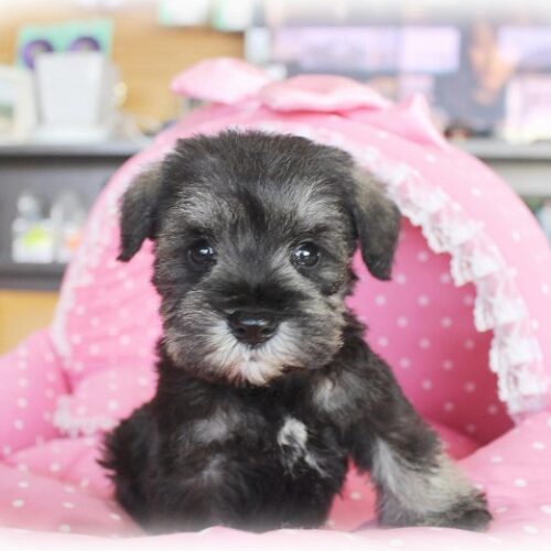 ミニチュアシュナウザー・レイシェル・４