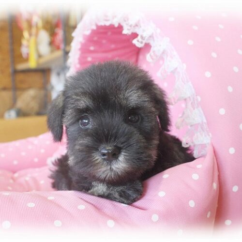 ミニチュアシュナウザー・レイシェル・５