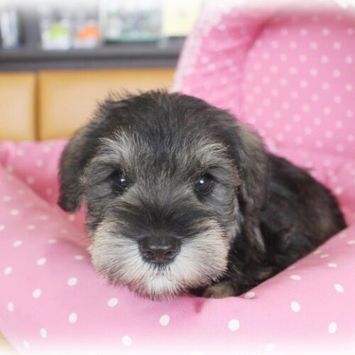 ミニチュアシュナウザー・りこ・１