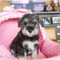 ミニチュアシュナウザー・りこ・１