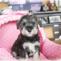 ミニチュアシュナウザー・りこ・１