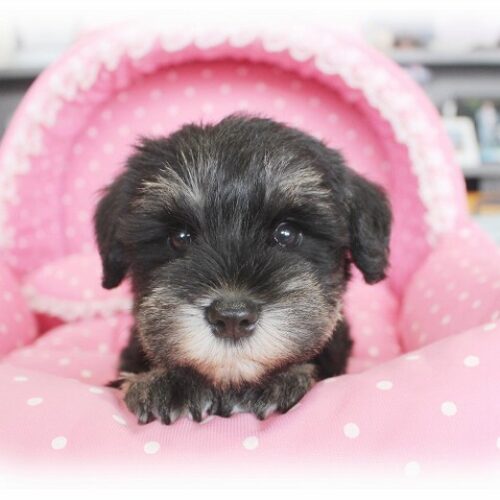 ミニチュアシュナウザー・りこ・２