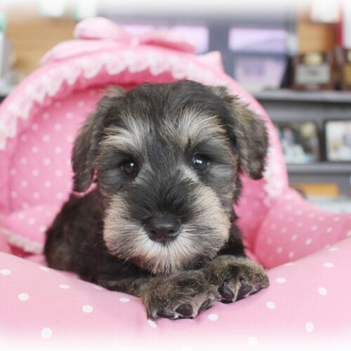 ミニチュアシュナウザー・りこ・３