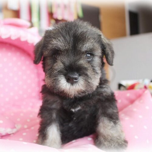 ミニチュアシュナウザー・メモリー・１