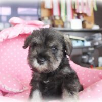 ミニチュアシュナウザー・メモリー・１