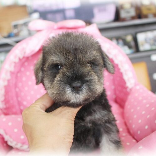 ミニチュアシュナウザー・メモリー・２