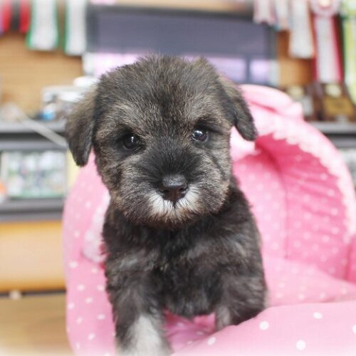 ミニチュアシュナウザー・メモリー・３