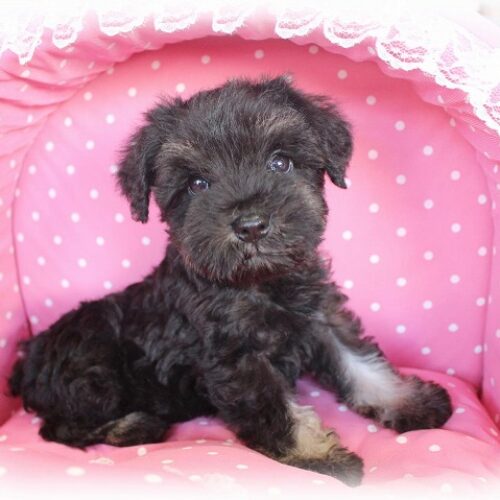 ミニチュアシュナウザー・グリム・２