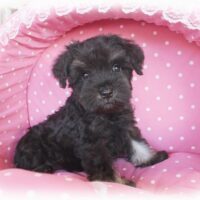 ミニチュアシュナウザー・グリム・２