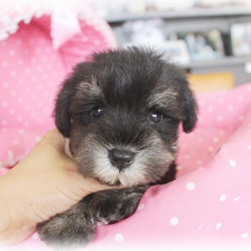 ミニチュアシュナウザー・グリム・３