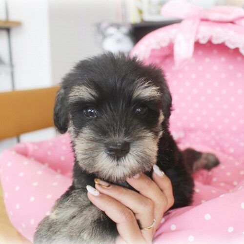 ミニチュアシュナウザー・らぶり・１