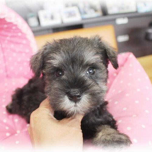 ミニチュアシュナウザー・らぶり・２