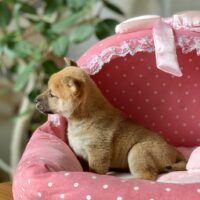 豆柴・あすか・１ちゃん