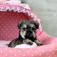 ブルボン・３ちゃん