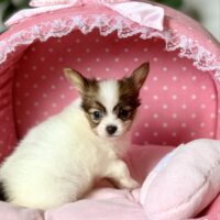 パピヨン・あやめ・２ちゃん