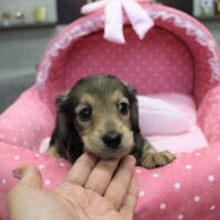 ミニチュアダックス・はるな・１