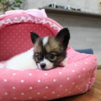 パピヨン・バレッタ・１ちゃん