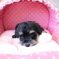 ナイン・１ちゃん