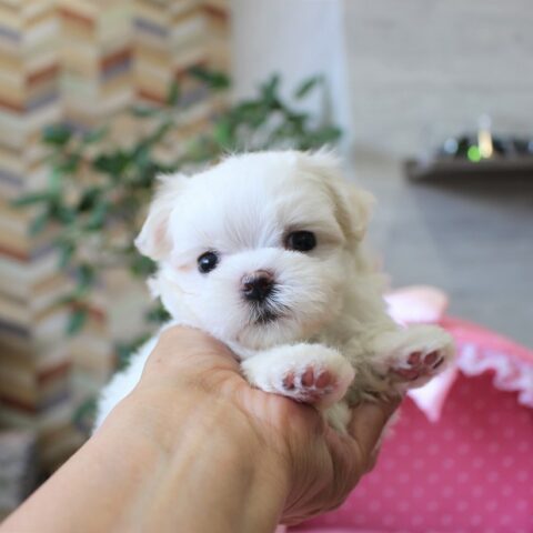 マルチーズ・真琴・１ちゃん