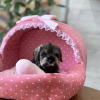 コアラ・１君　Price Down!