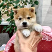 豆柴・なつめ・１ちゃん