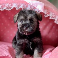 ミニチュアシュナウザー・ニコル・４ちゃん