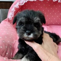 ミニチュアシュナウザー・あゆは・１ちゃん
