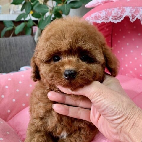 トイプードル・マニー・１ちゃん（タイニーサイズ）