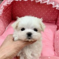 マルチーズ・真琴・１君