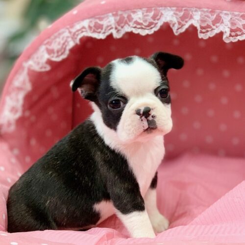 ボストンテリア・はちみつ・２君