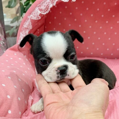 ボストンテリア・はちみつ・３ちゃん