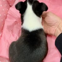 ボストンテリア・はちみつ・３ちゃん