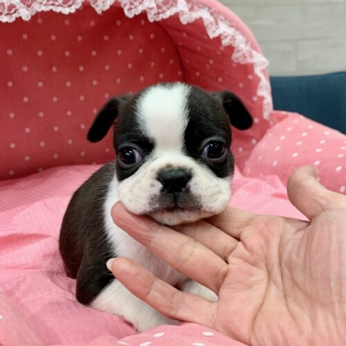 ボストンテリア・はちみつ・４ちゃん