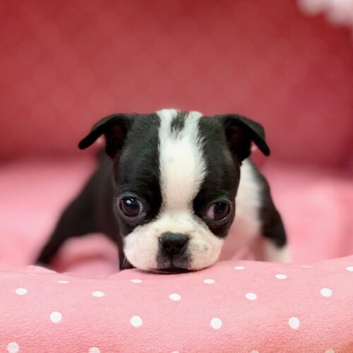 ボストンテリア・はちみつ・１君