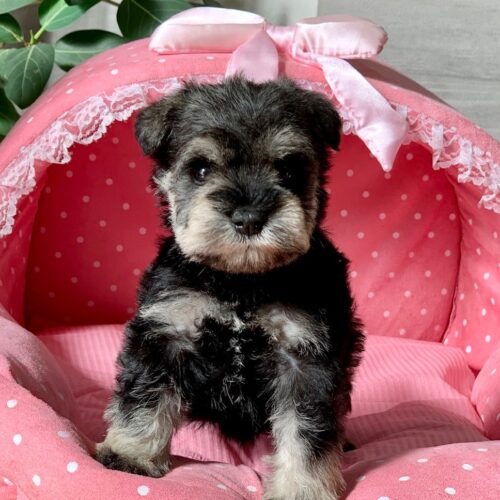 ミニチュアシュナウザー・ジェシカ・１君