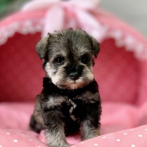 ミニチュアシュナウザー・ジェシカ・２君