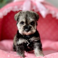 ミニチュアシュナウザー・ジェシカ・２君