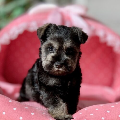 ミニチュアシュナウザー・マシェリ・１君