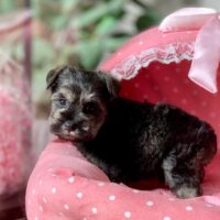 ミニチュアシュナウザー・マシェリ・１君