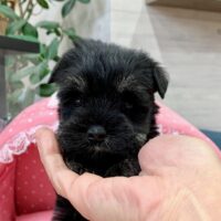 ミニチュアシュナウザー・ルナ・１ちゃん